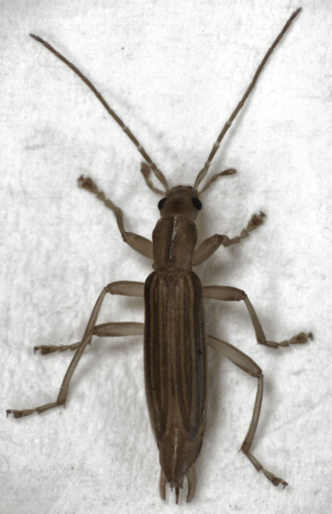 Thelyphassa latiuscula