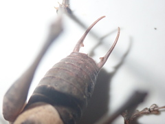 Pholidoptera dalmatica