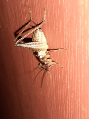 Ceuthophilus maculatus