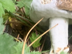 Fungi