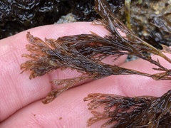 Microcladia borealis
