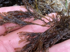 Microcladia borealis
