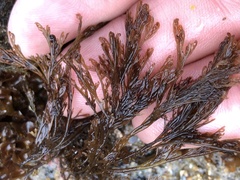 Microcladia borealis