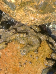 Vermetoidea