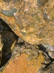 Vermetoidea