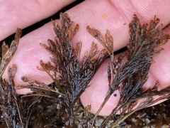 Microcladia borealis