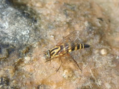 Thereva aurata