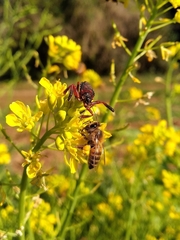 Apiomerus erythromelas