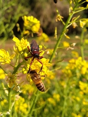 Apiomerus erythromelas