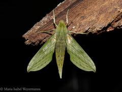 Xylophanes elara