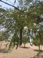 Leucaena leucocephala