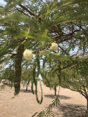 Leucaena leucocephala