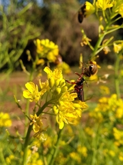 Apiomerus erythromelas