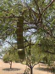Leucaena leucocephala