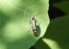 Agrilus catherinae