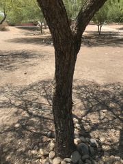 Leucaena leucocephala