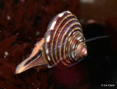 Calliostoma ligatum