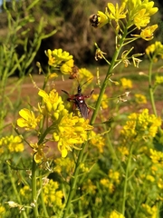 Apiomerus erythromelas