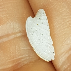 Emarginula octaviana