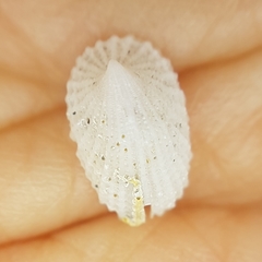Emarginula octaviana