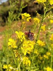 Apiomerus erythromelas