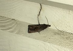 Endothenia ericetana