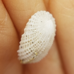 Emarginula octaviana