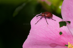 Merhynchites bicolor