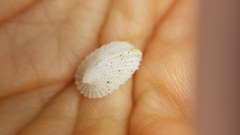 Emarginula octaviana