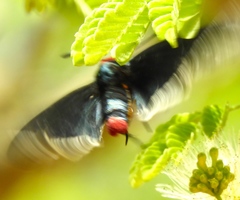Mysoria affinis