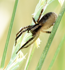 Trochosa sepulchralis