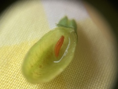 Dasineura salicifoliae