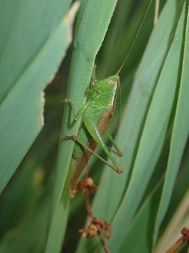 Kobylka močiarna (Conocephalus fuscus)