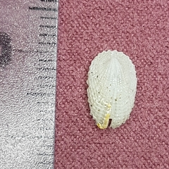Emarginula octaviana