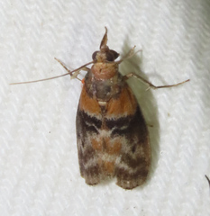 Meroptera cviatella