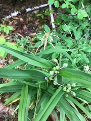 Tradescantia × andersoniana