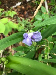 Tradescantia × andersoniana