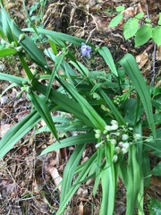Tradescantia × andersoniana