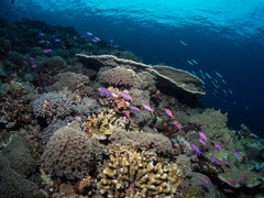 Mirolabrichthys tuka