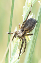 Trochosa sepulchralis