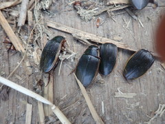 Dytiscus dimidiatus