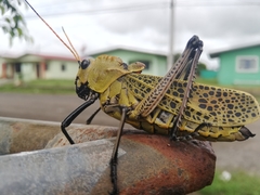 Taeniopoda varipennis