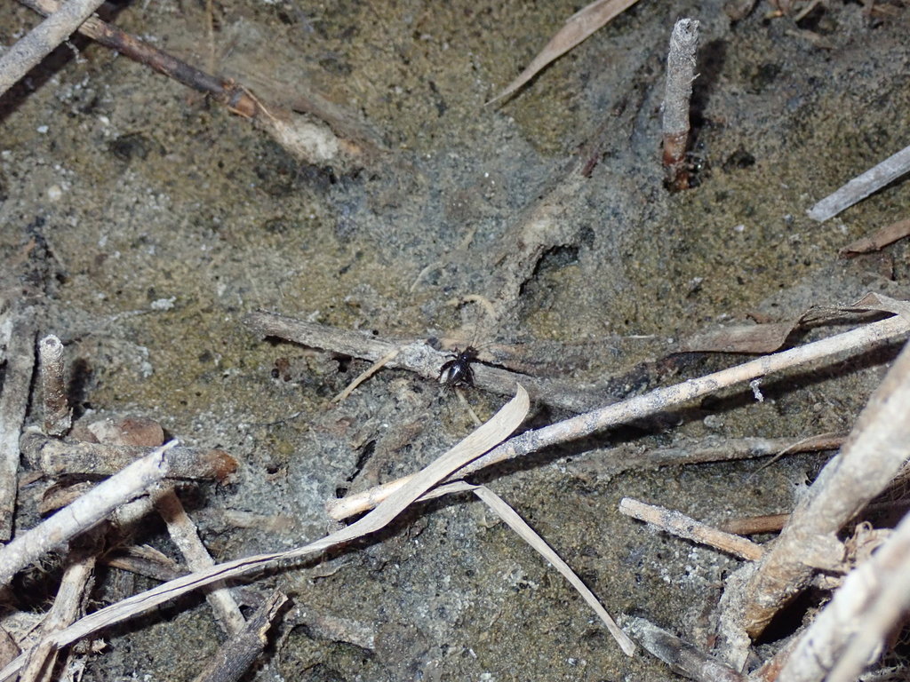 Pteronemobius heydenii