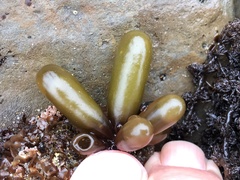 Halosaccion glandiforme