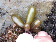 Halosaccion glandiforme