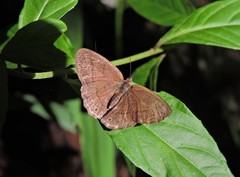 Paryphthimoides poltys