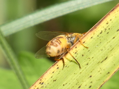 Parhelophilus versicolor