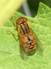 Parhelophilus versicolor
