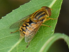 Parhelophilus versicolor