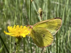 Colias skinneri